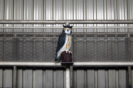 Seabus Owl