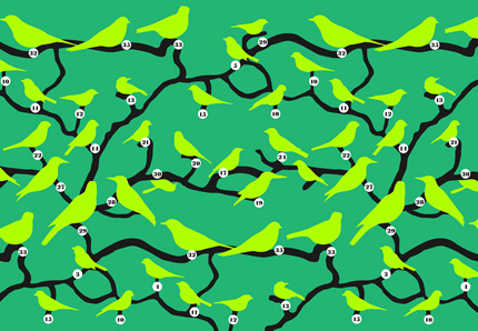 Birds Design